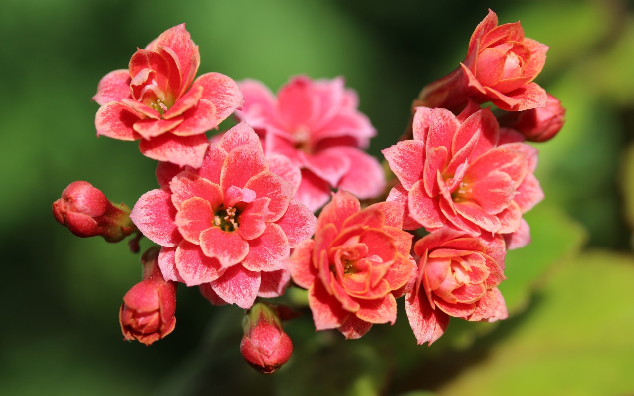 Сочные розовые цветы каланхоэ