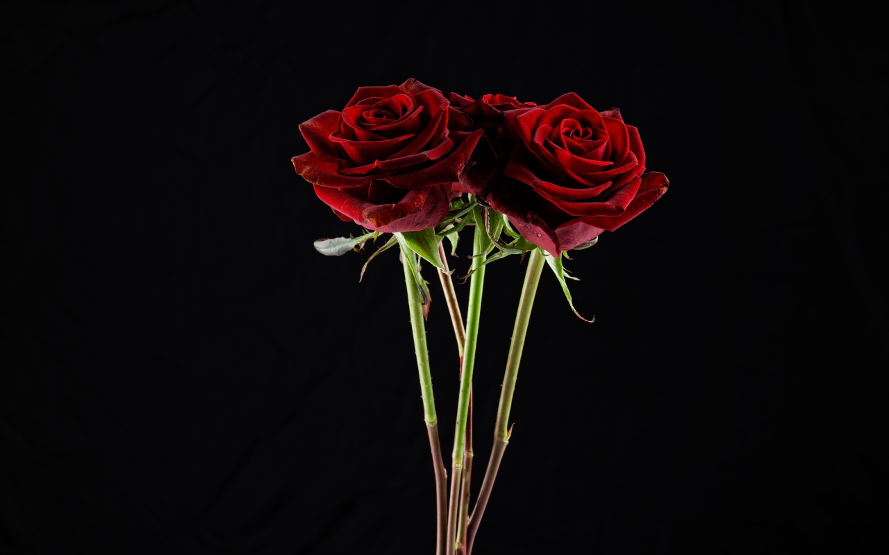 Три  бордовые розы на черном фоне