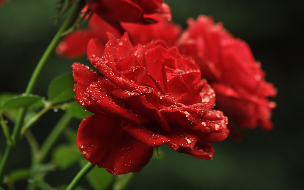 Три алые розы в каплях росы