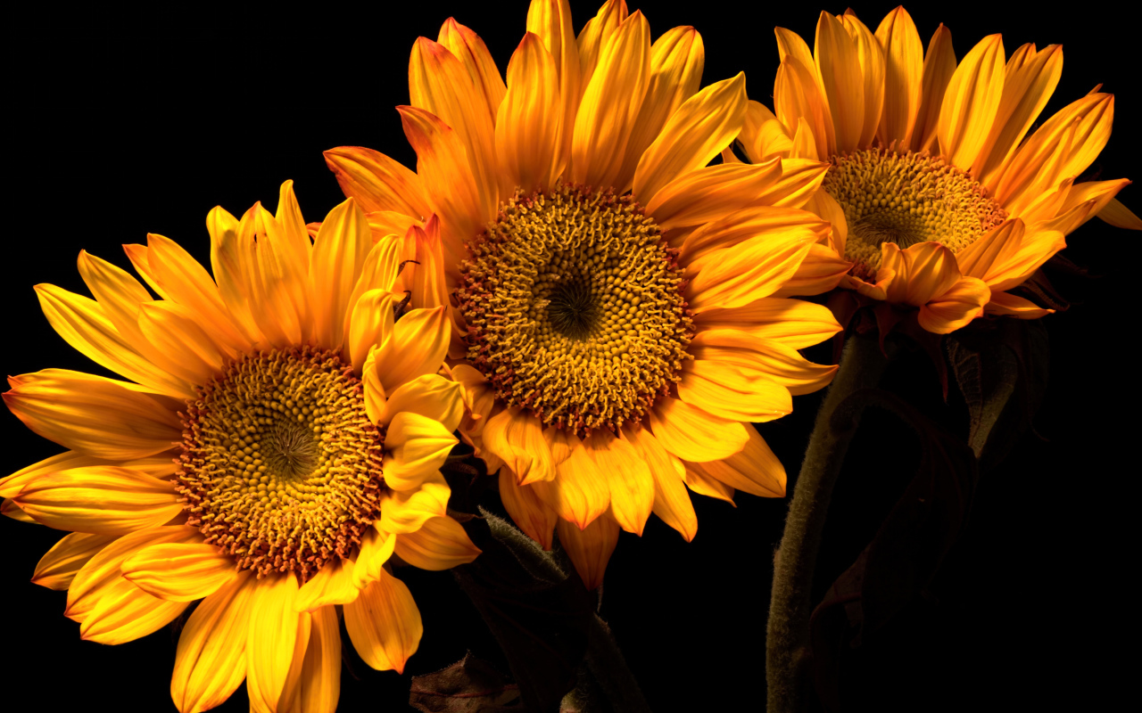 Три цветка подсолнуха на черном фоне