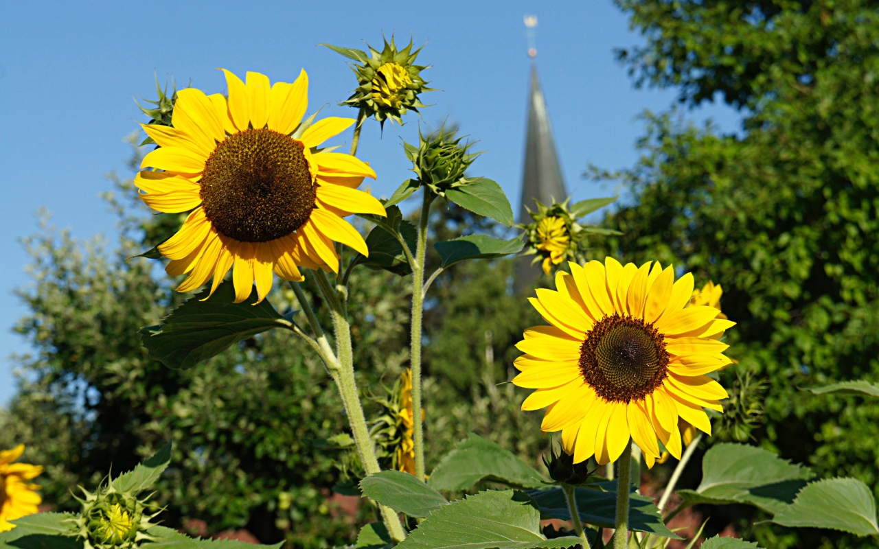 Два распустившихся цветка подсолнуха с бутонами