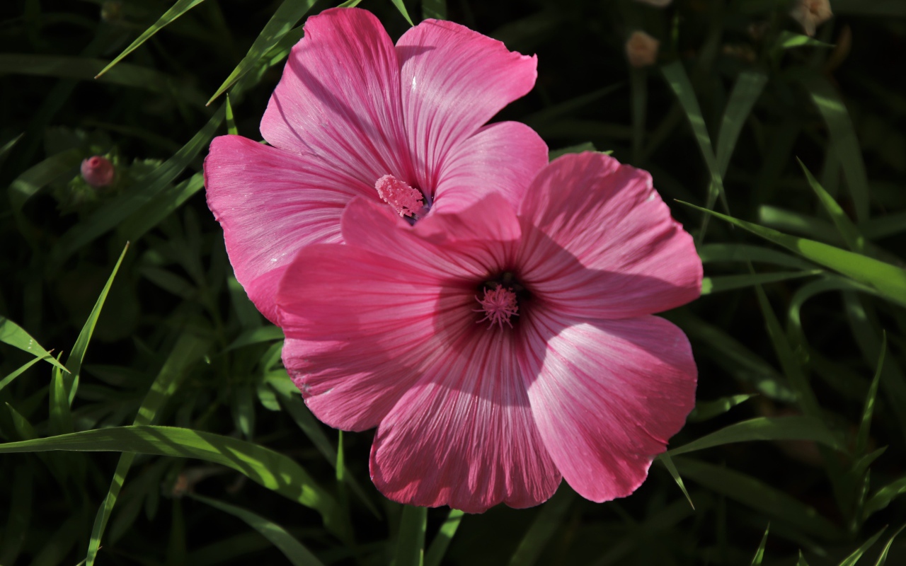 Два розовых цветка лавантеры в траве