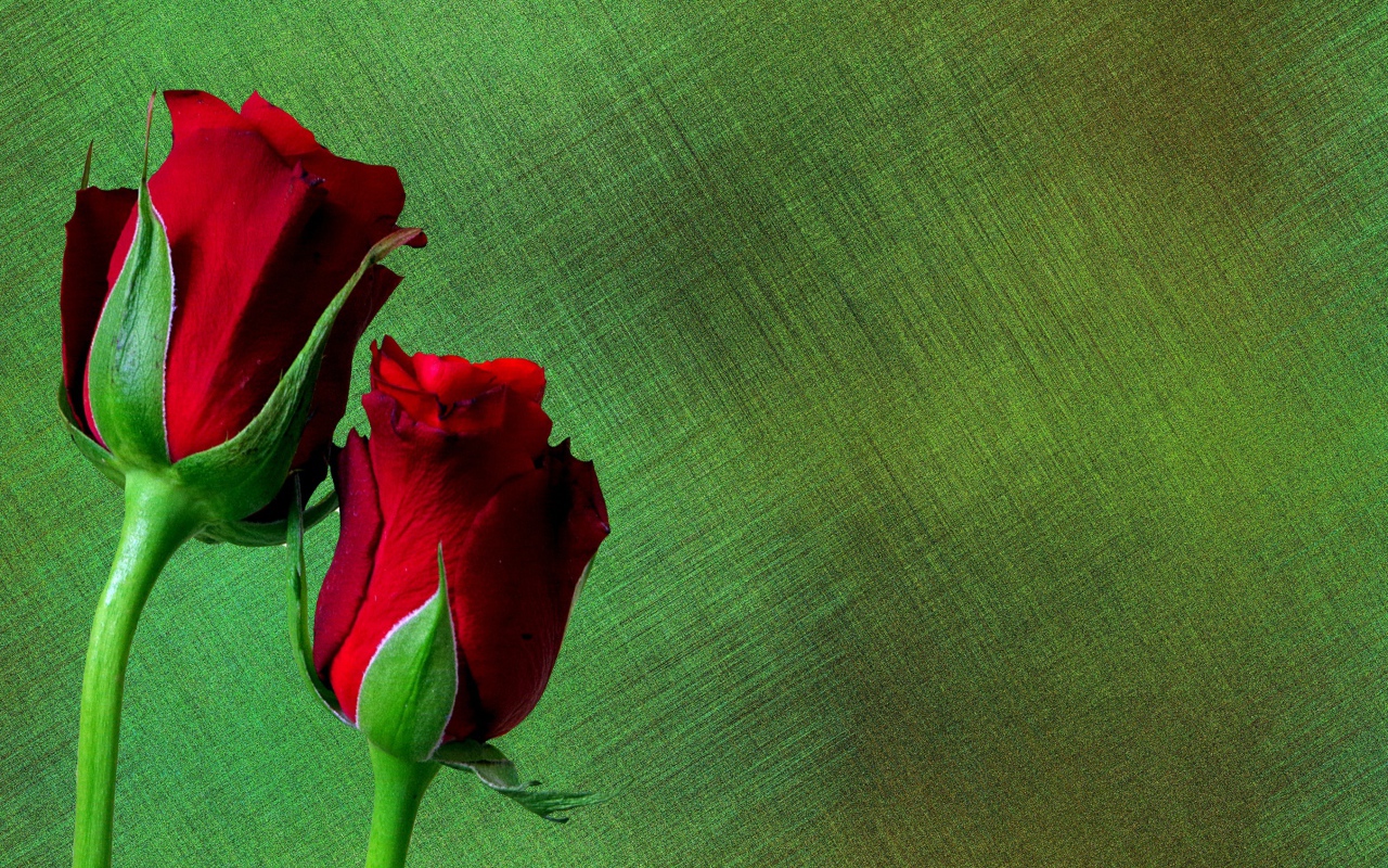 Две красные английские розы на зеленом фоне