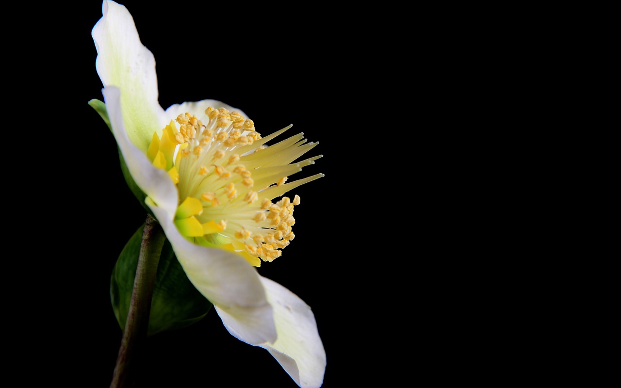 Белый цветок анемоны боком на черном фоне 