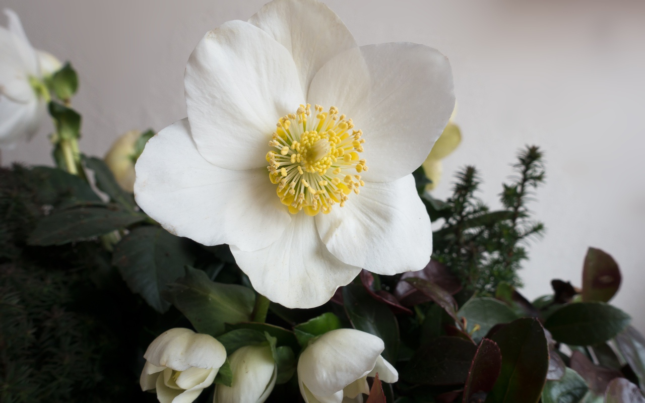 Белый цветок анемоны с бутонами