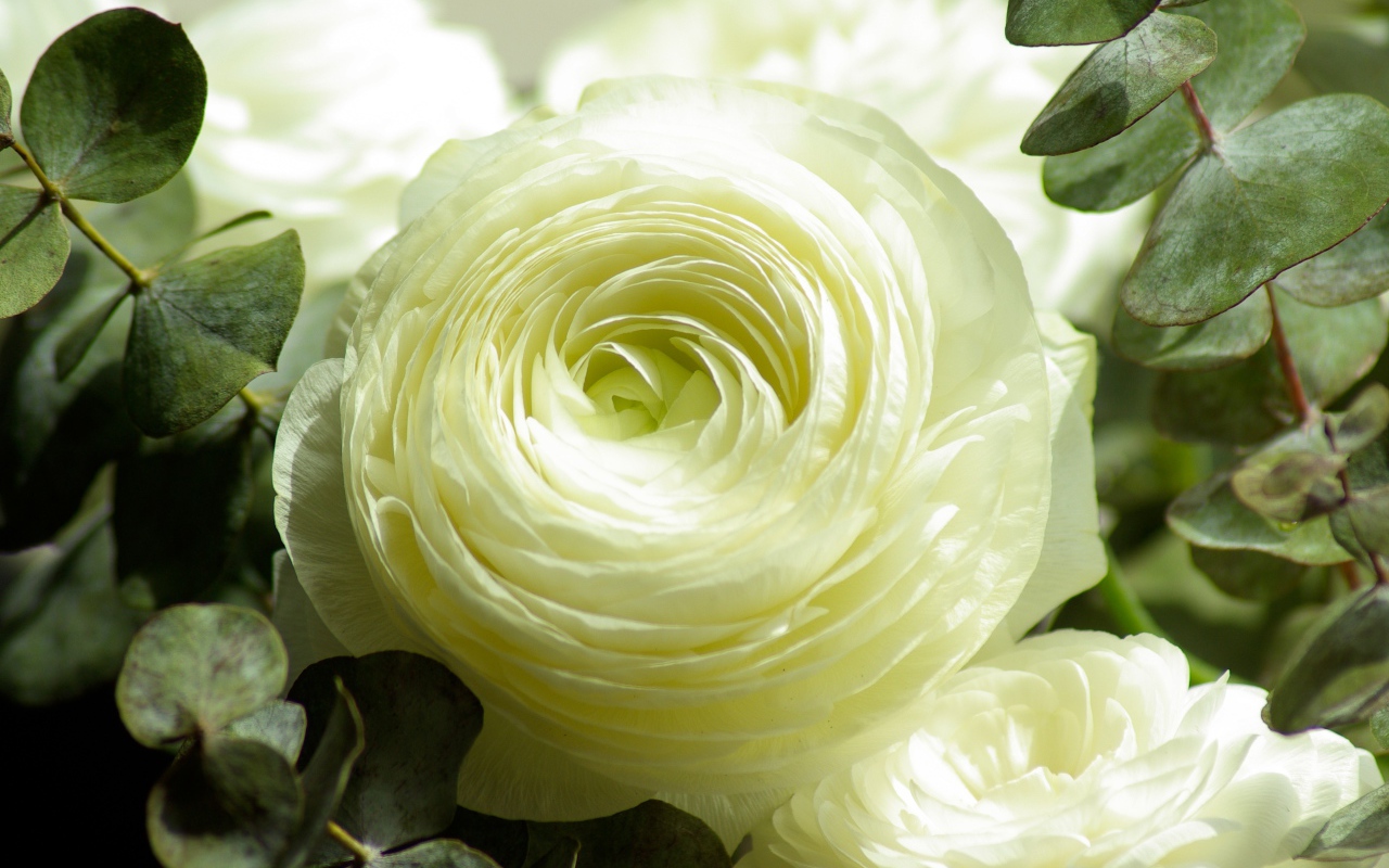 Белые цветы лютика крупным планом