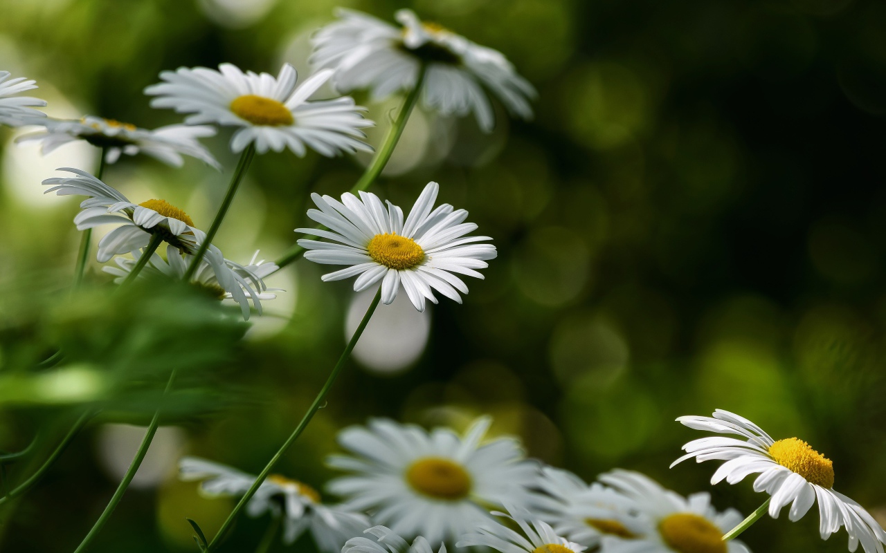 Белые цветы ромашки растут на клумбе 