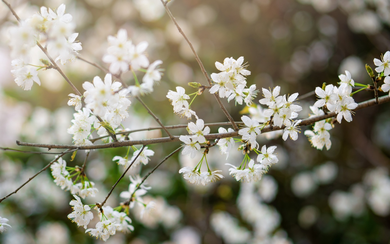 Белые цветы вишни на тонкой ветке