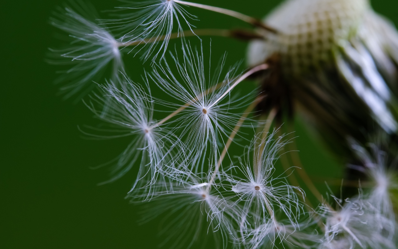 Белые семена одуванчика на зеленом фоне 