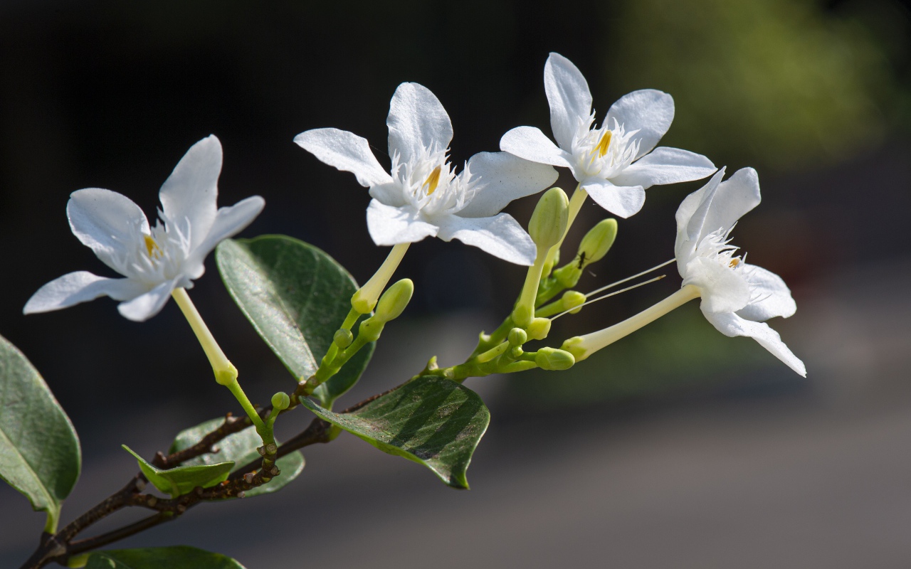 Белые цветы с бутонами и зелеными листьями на ветке 