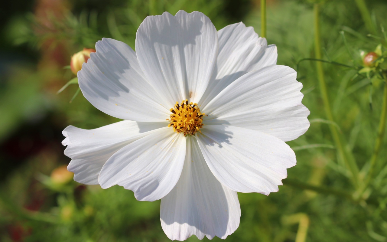 Белый цветок космея крупным планом