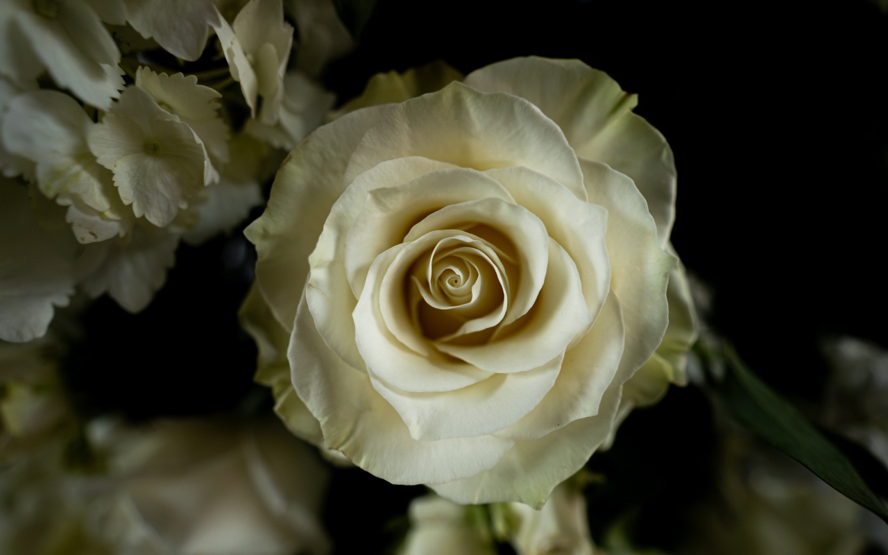 Белая роза с цветами  гортензии на черном фоне