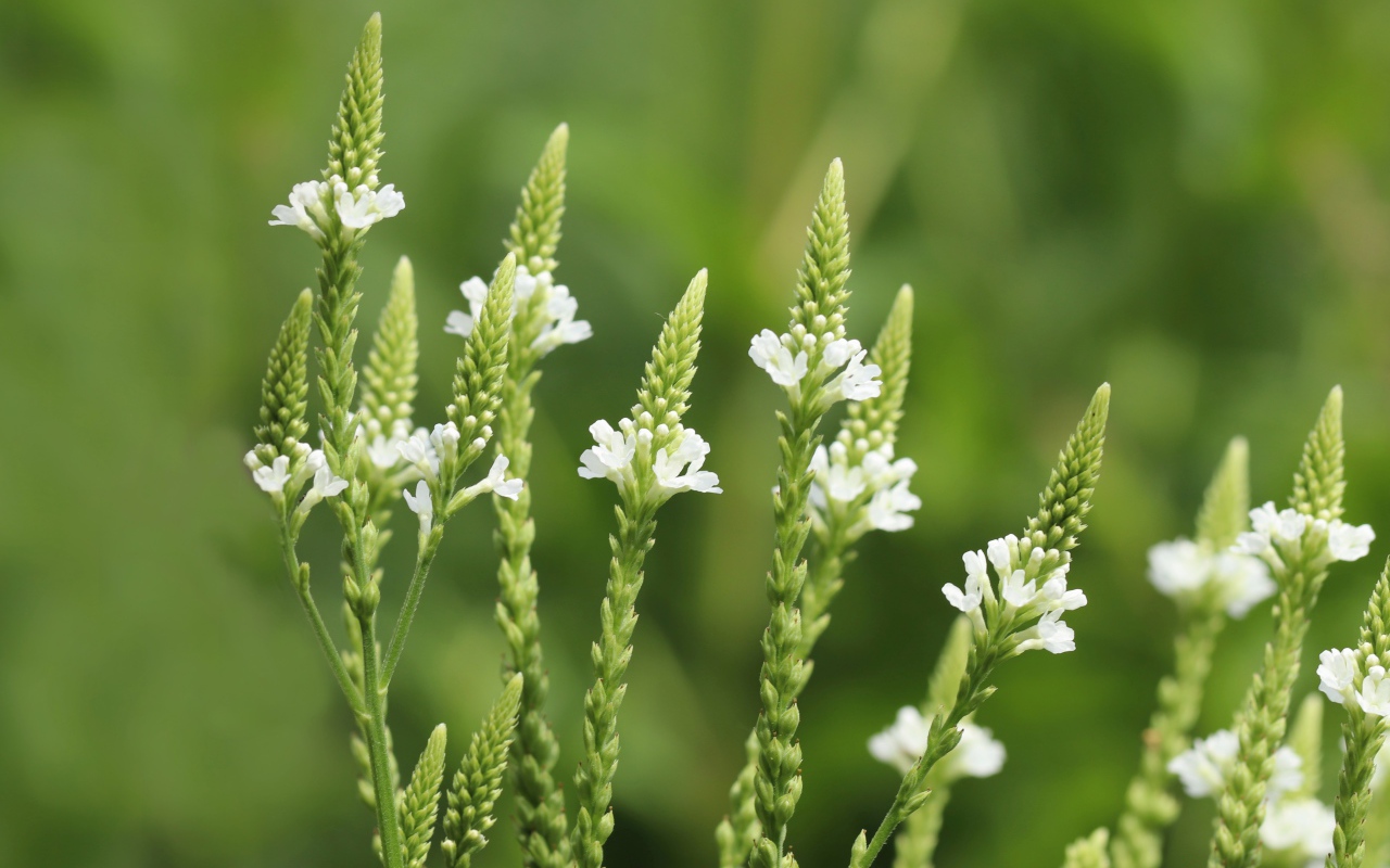 Белые полевые цветы на зеленом фоне