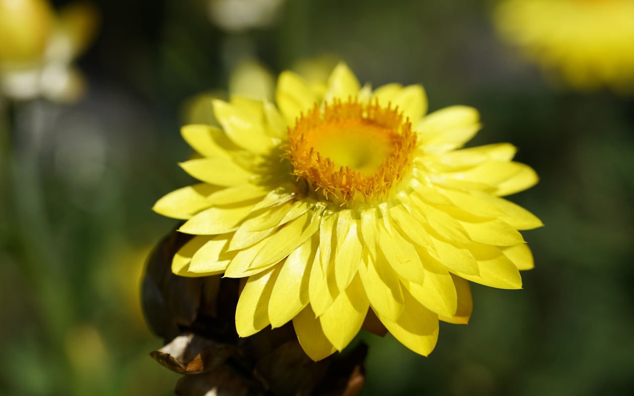 Желтый Xerochrysum крупным планом