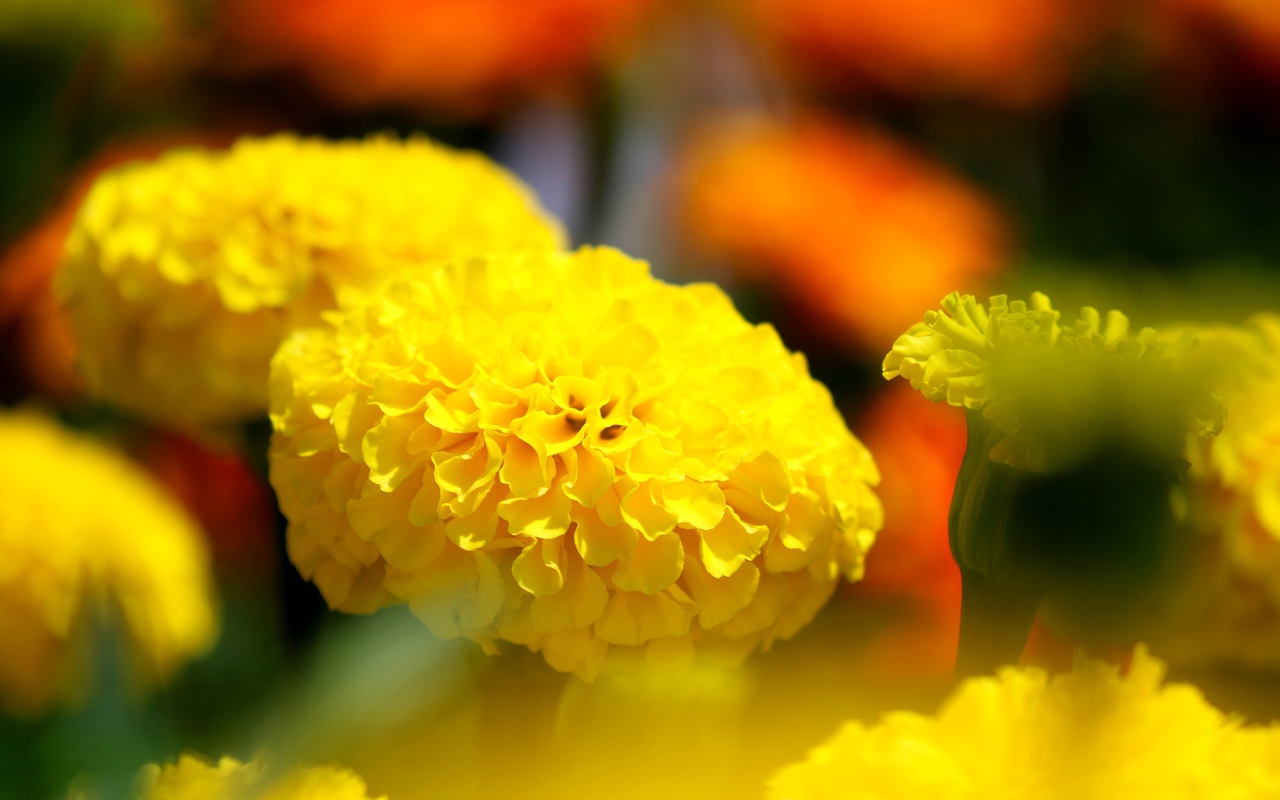 Желтые красивые бархатцы