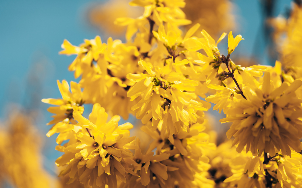 Желтые цветы Форзиция крупным планом 