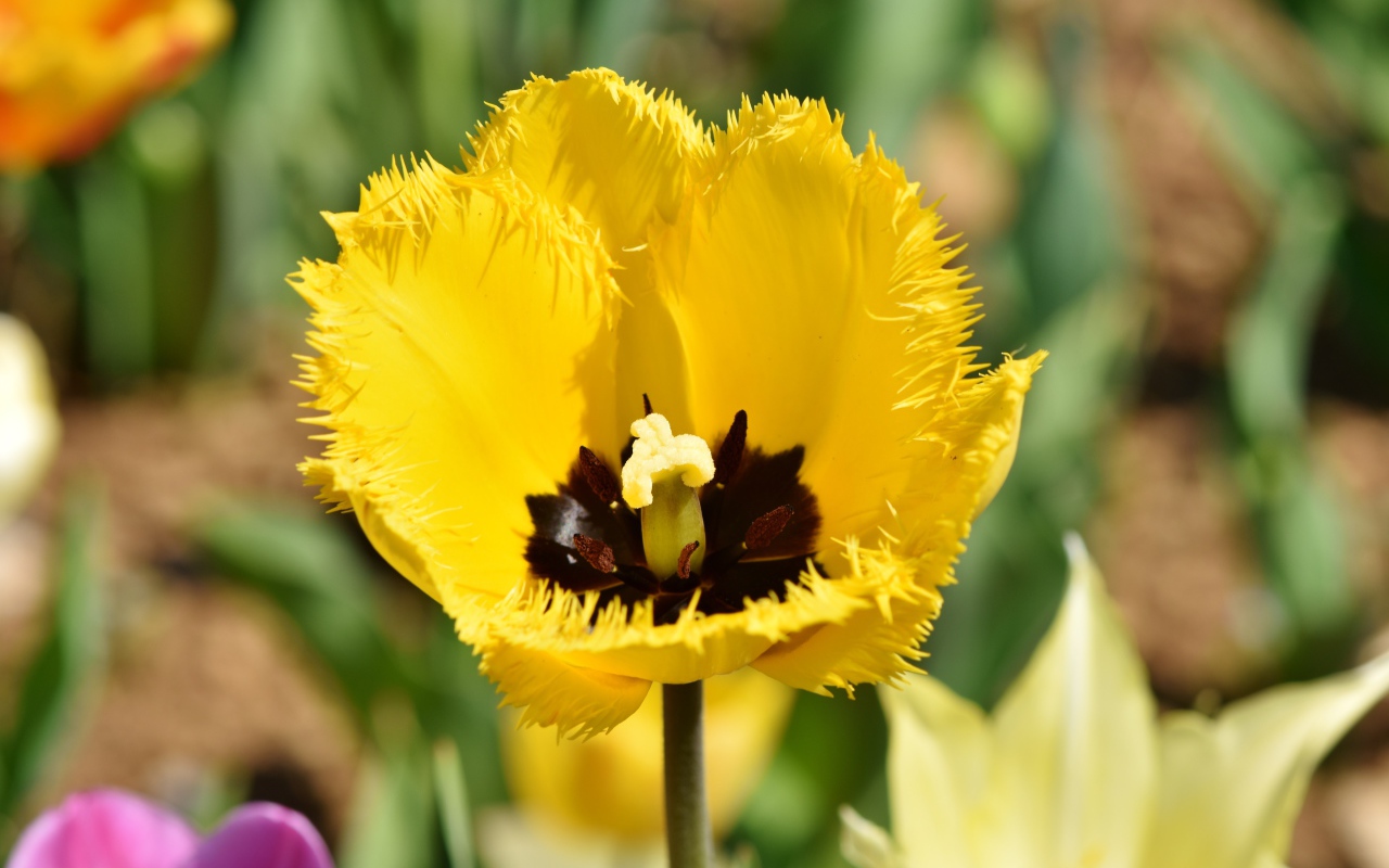 Желтый тюльпан в лучах солнца