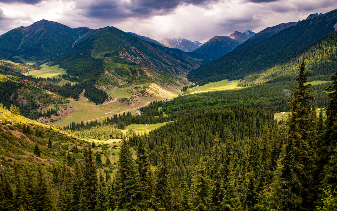 Зеленые ели покрывают высокие горы 
