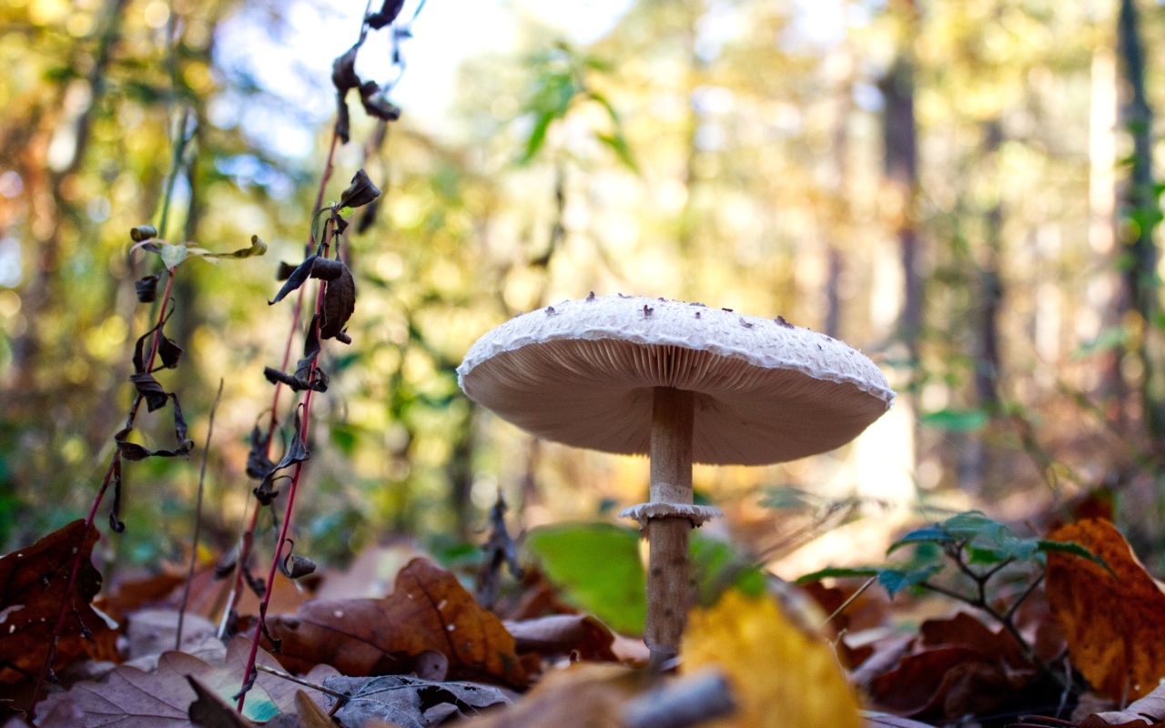 Красивый белый гриб в лесу с сухими листьями