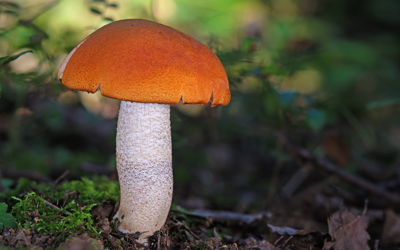 Подосиновик на земле в лесу