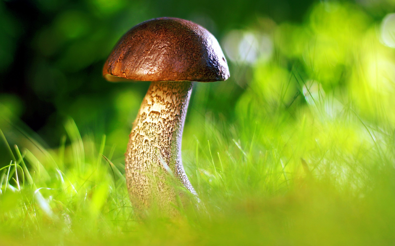 Гриб растет в зеленой траве в лесу