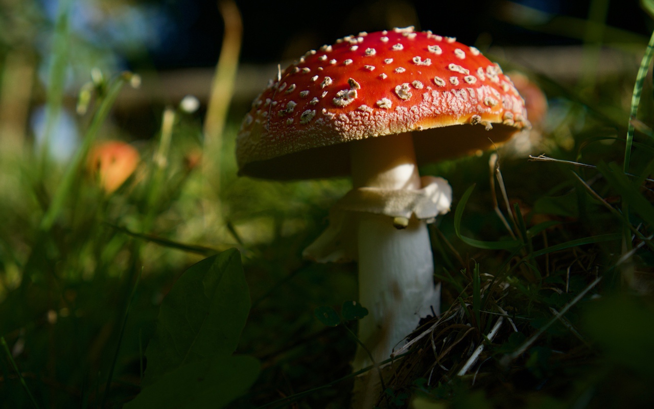 Красный лесной мухомор в зеленой траве