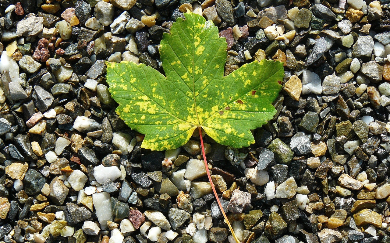 Зеленый лист лежит мелких камнях 