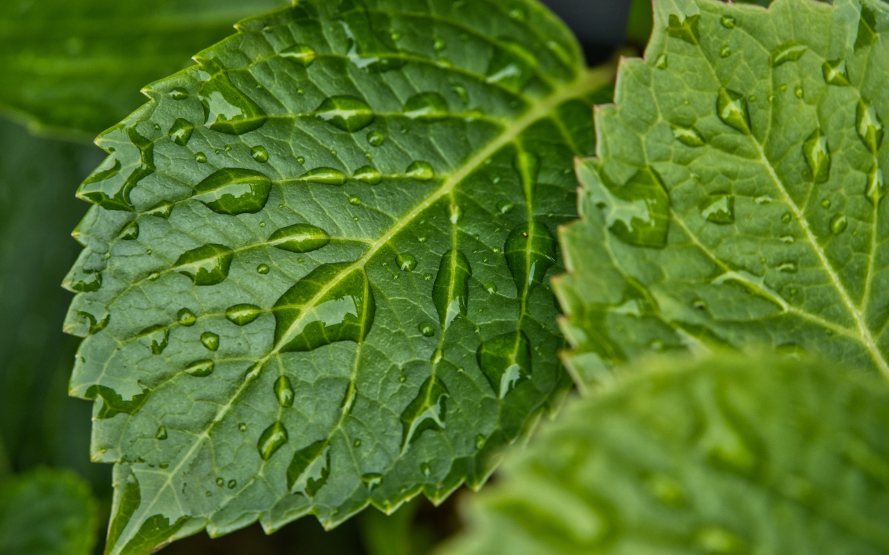 Зеленые листья в каплях дождя