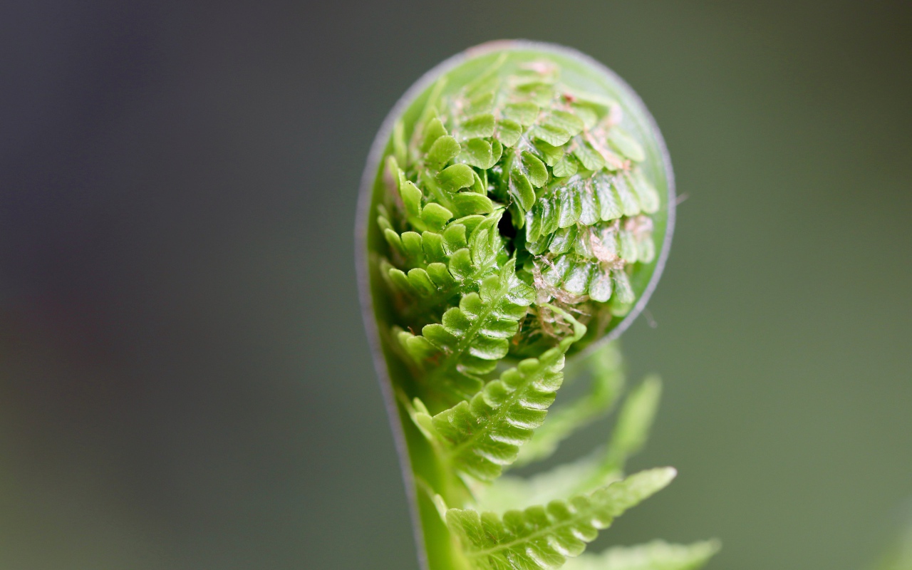 Зеленый лист папоротника раскрывается
