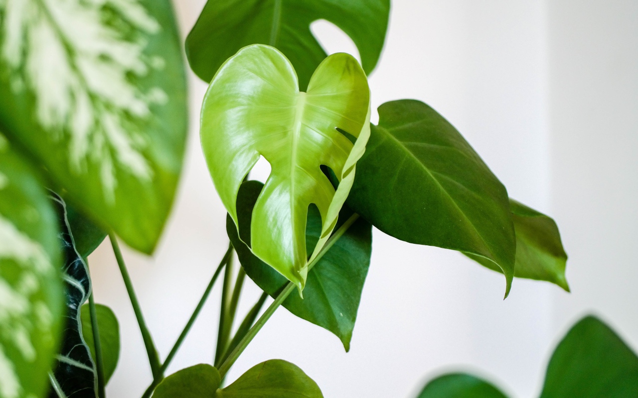 Зеленые листья цветка антуриум 