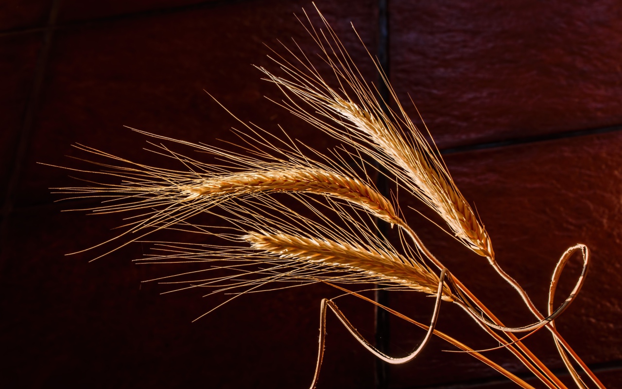 Три колоска пшеницы крупным планом