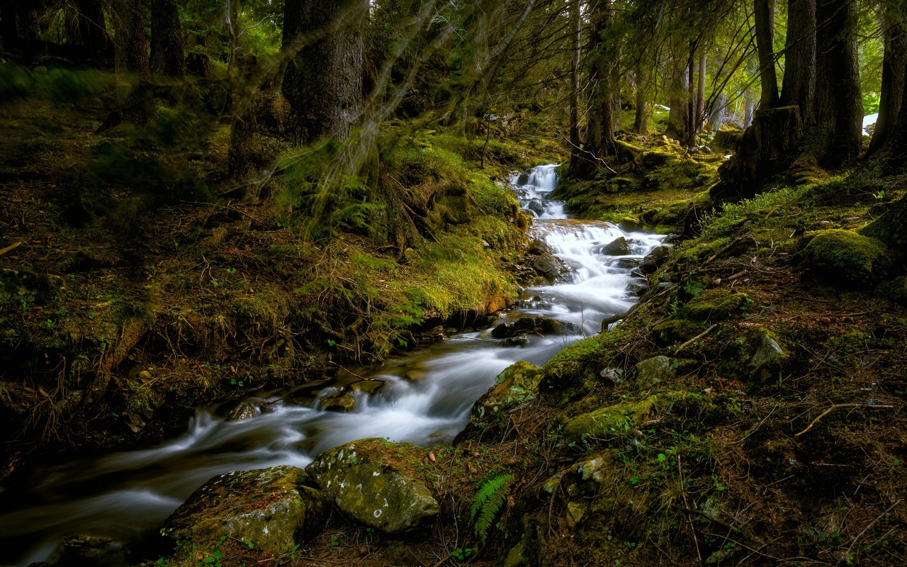 Быстрый ручей в холодном темном лесу 