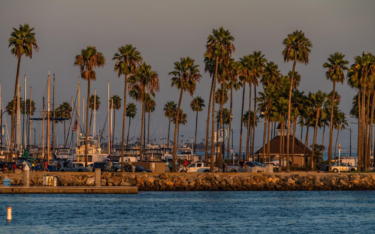 Высокие пальмы на берегу залива, США