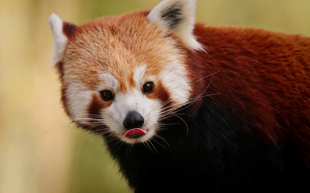 Большая красная панда с высунутым языком