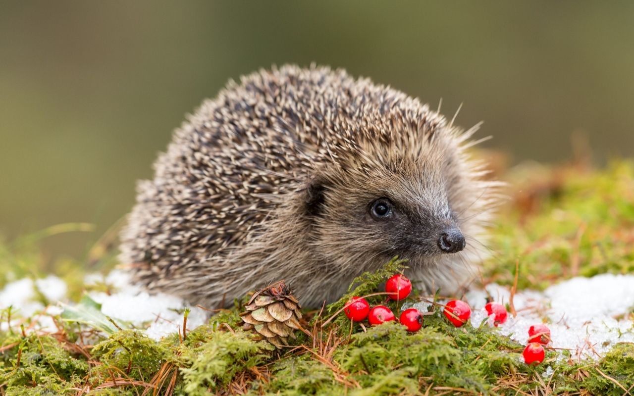 Forest hedgehog with red berries on the grass