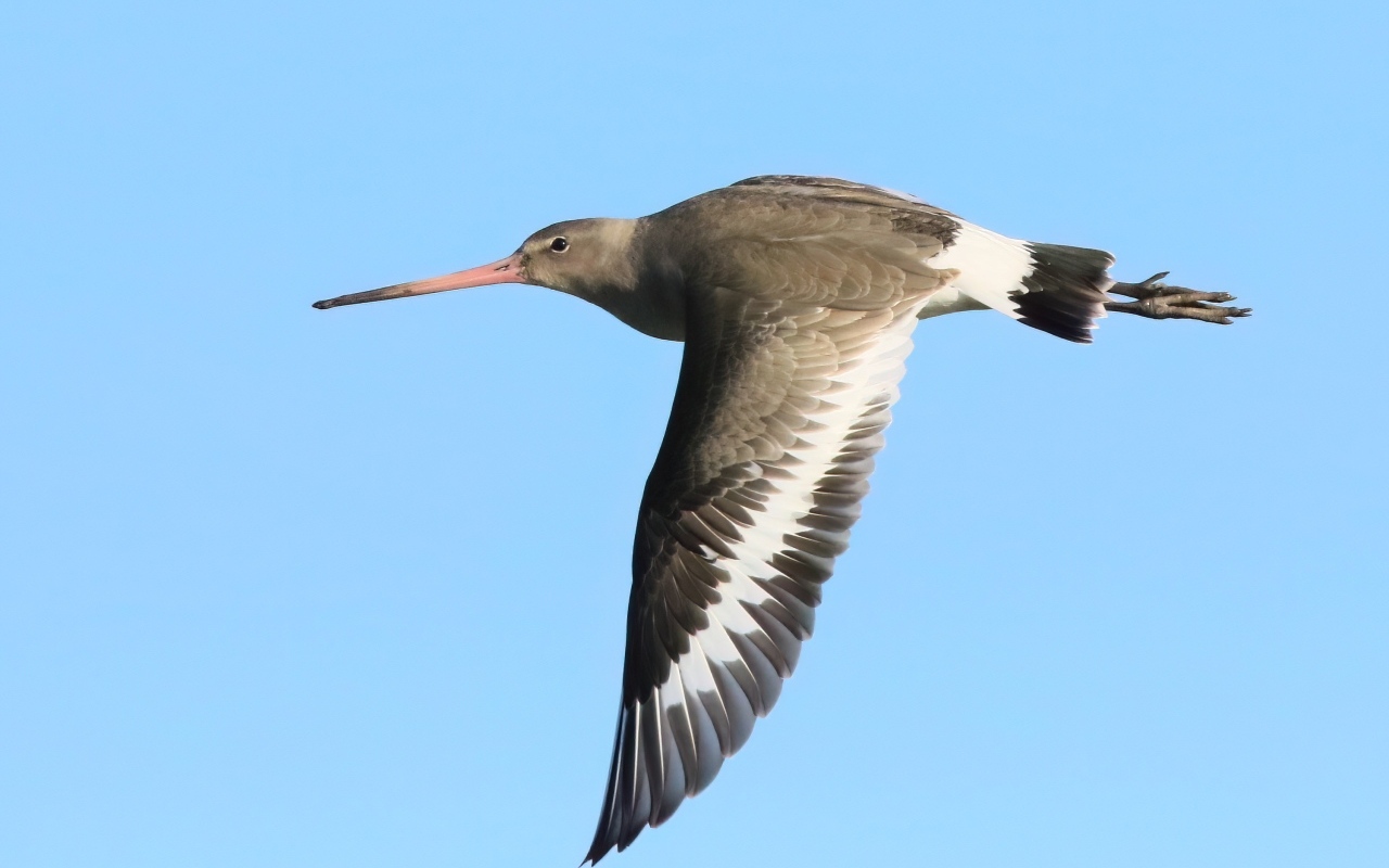 Птица с  острым клювом летит в небе