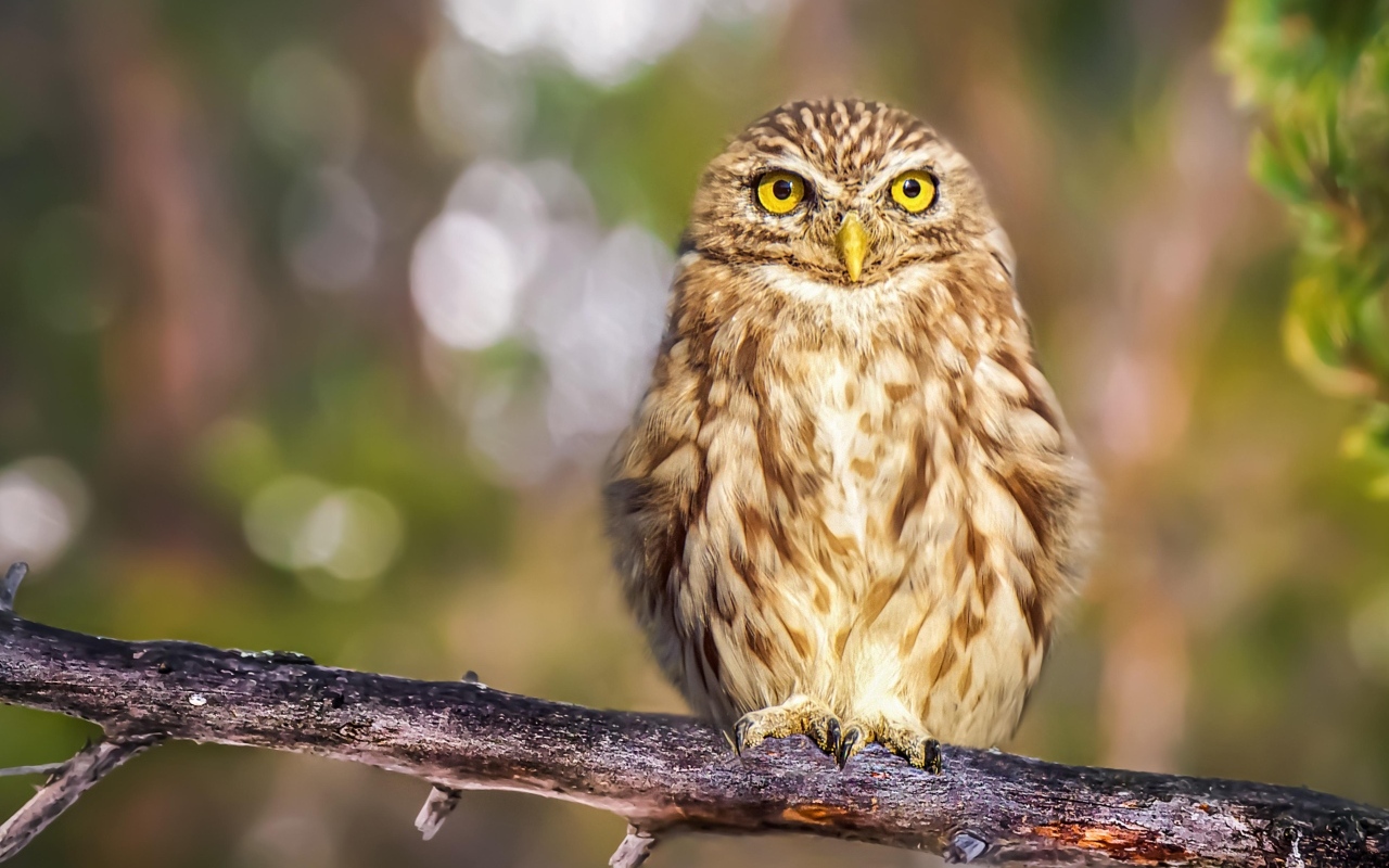 Серая сова с большими глазами сидит на ветке
