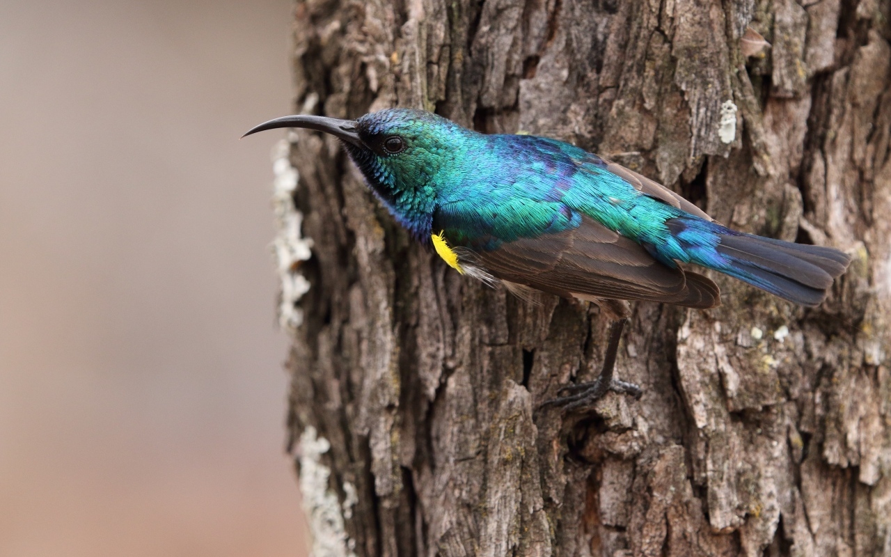 Птица зимородок с острым клювом сидит  на дереве 