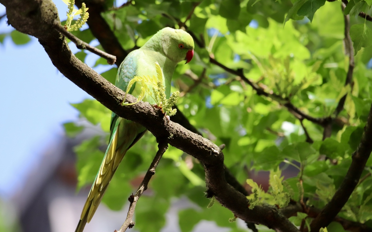 Большой зеленый попугай сидит на ветке дерева