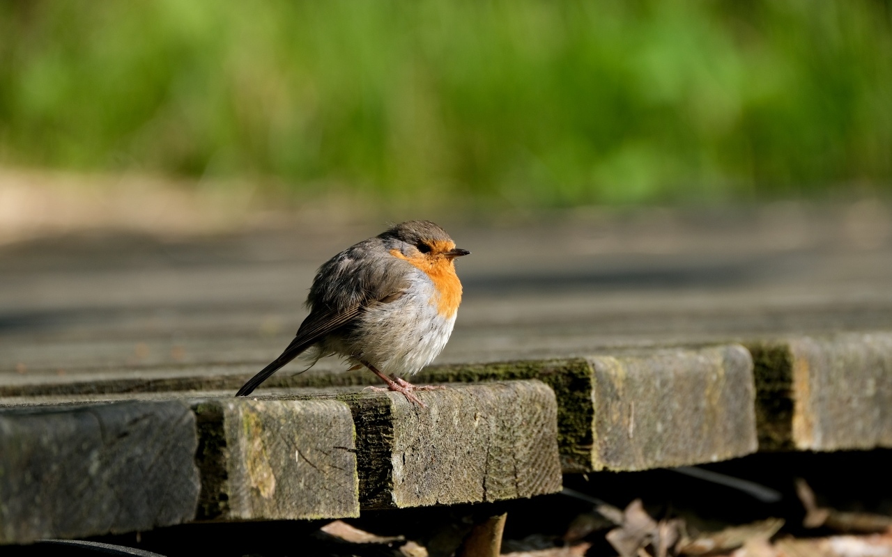Маленькая нахохлившаяся птица сидит на мосту