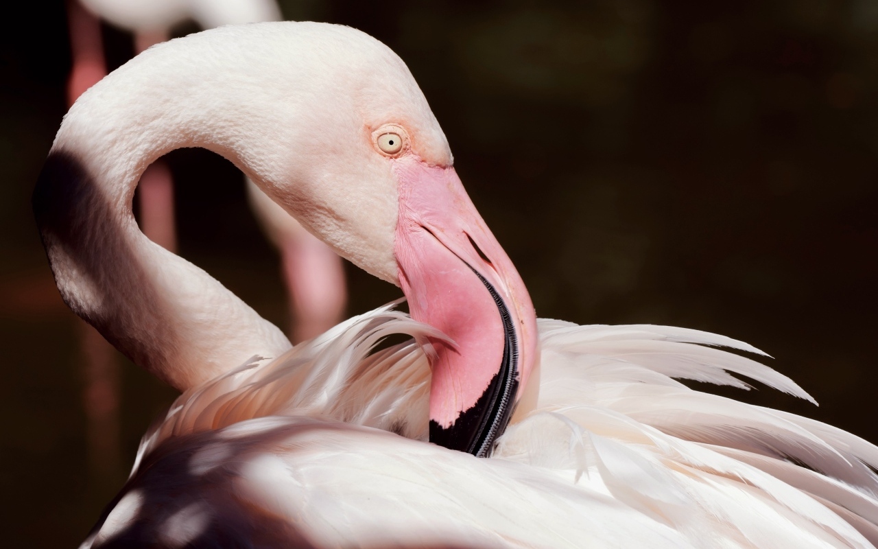 Красивый розовый фламинго крупным планом