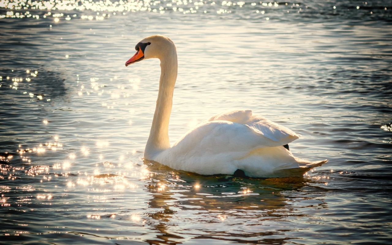 Красивый белый лебедь в лучах солнца в пруду