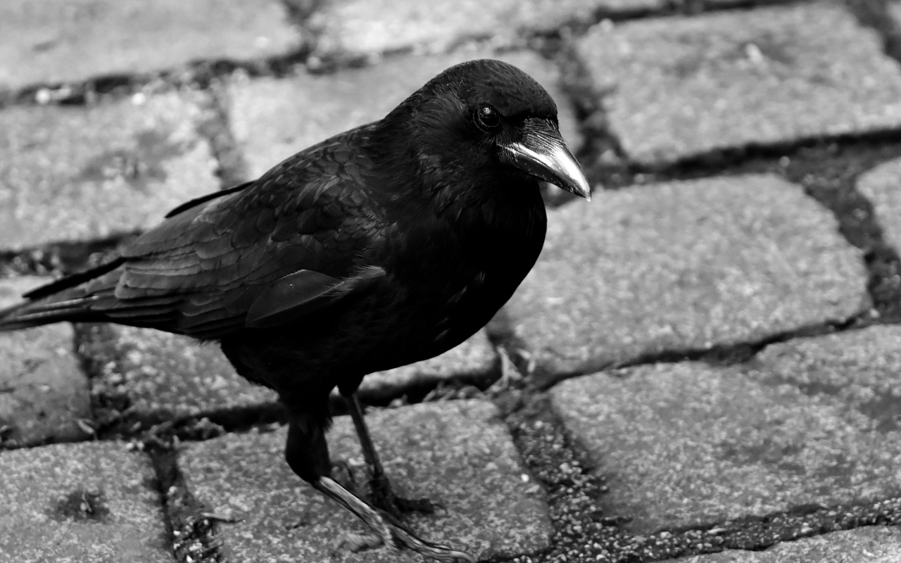 Большой черный ворон стоит на дороге