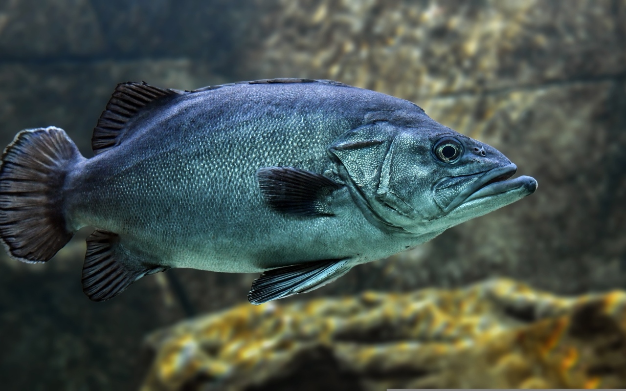 Большая синяя рыба в воде