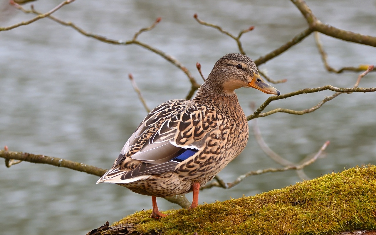 Большая серая утка у воды