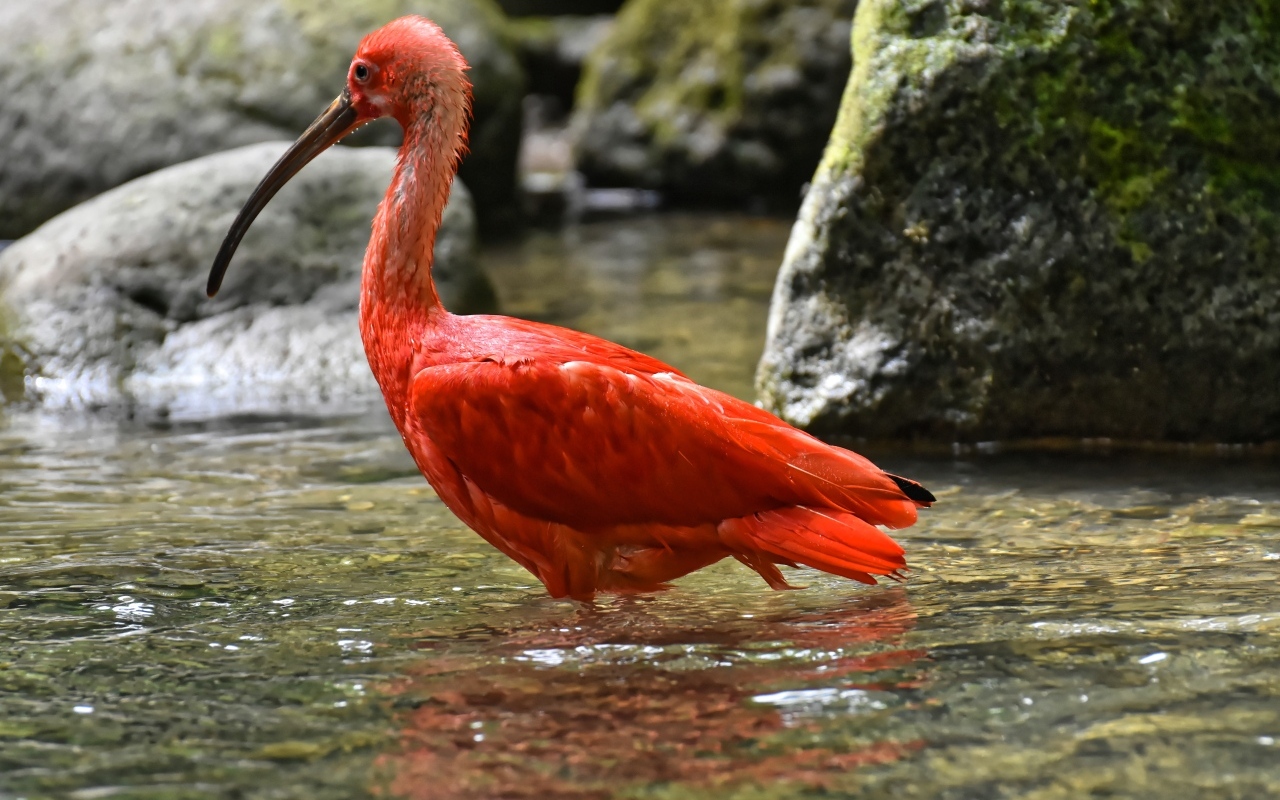 Большой красный ибис в воде