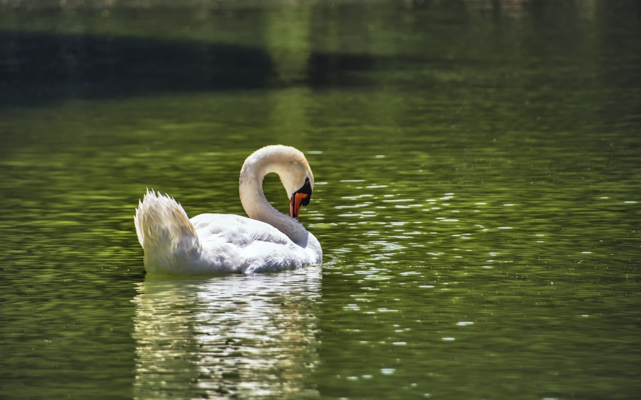 Большой белый лебедь плавает в пруду