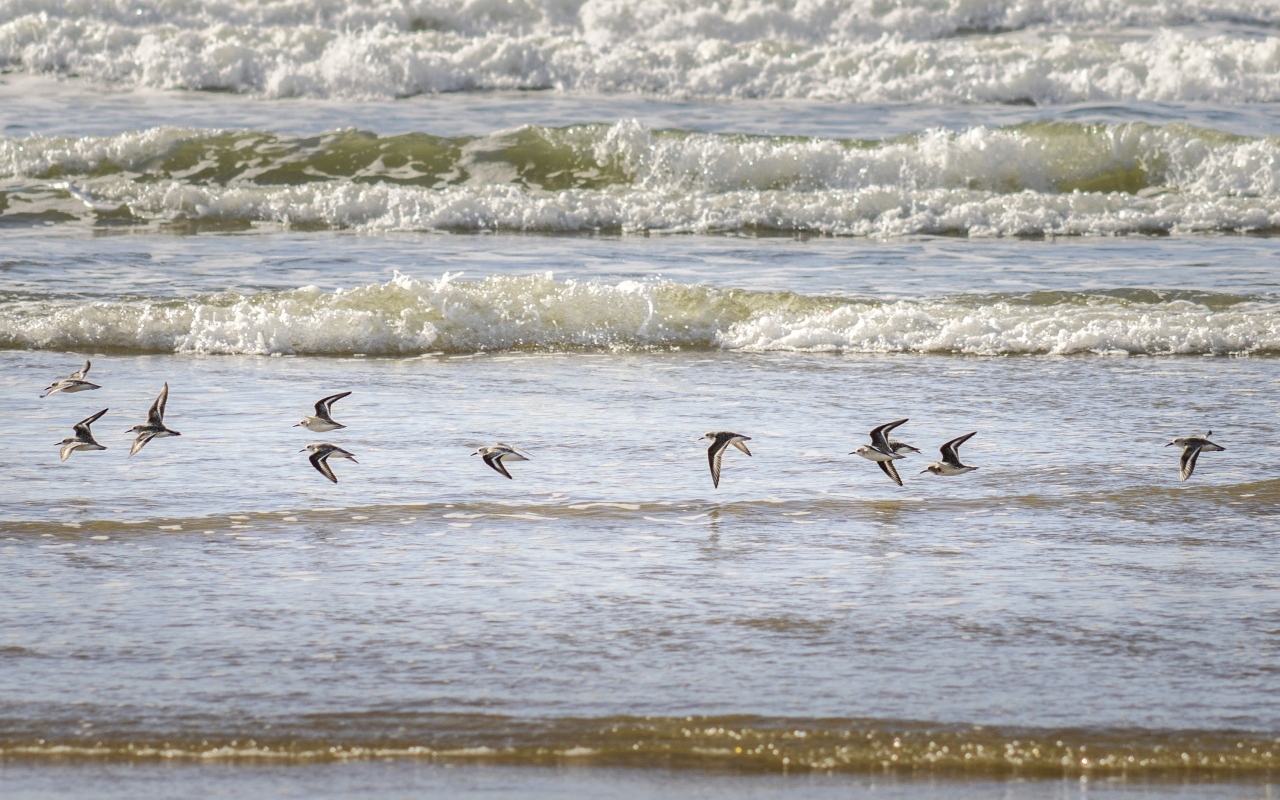 Птицы пролетают над морскими волнами