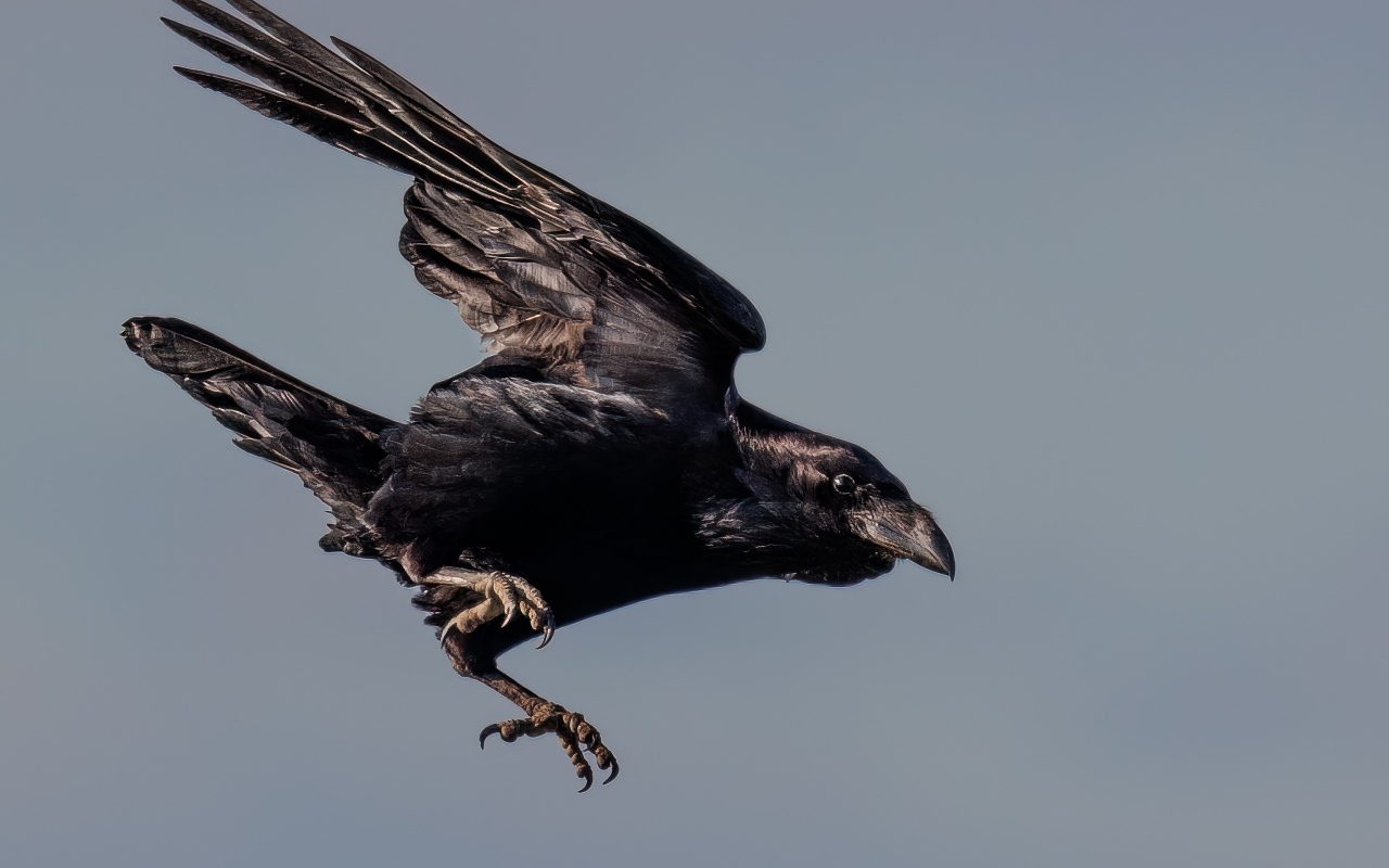 Черный ворон летит в небе