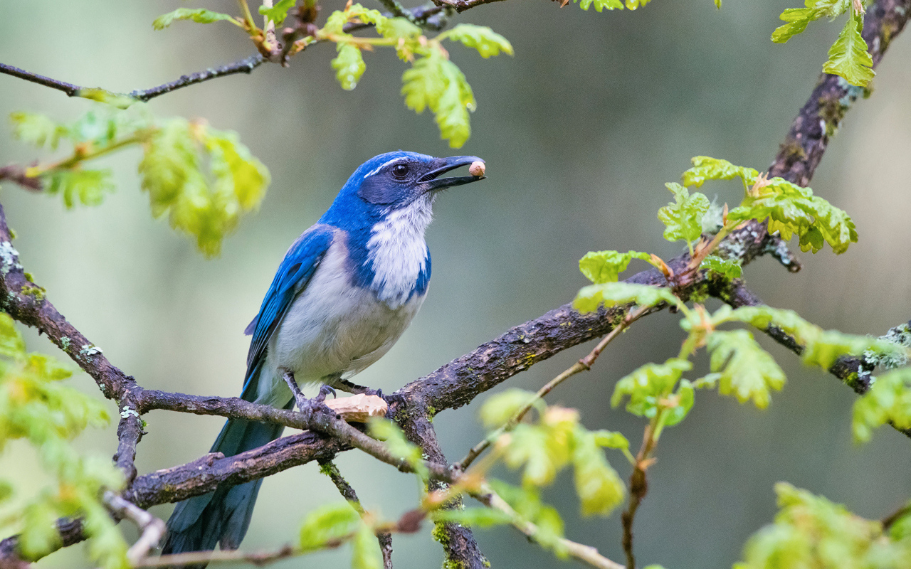 Голубая сойка сидит на ветке дерева